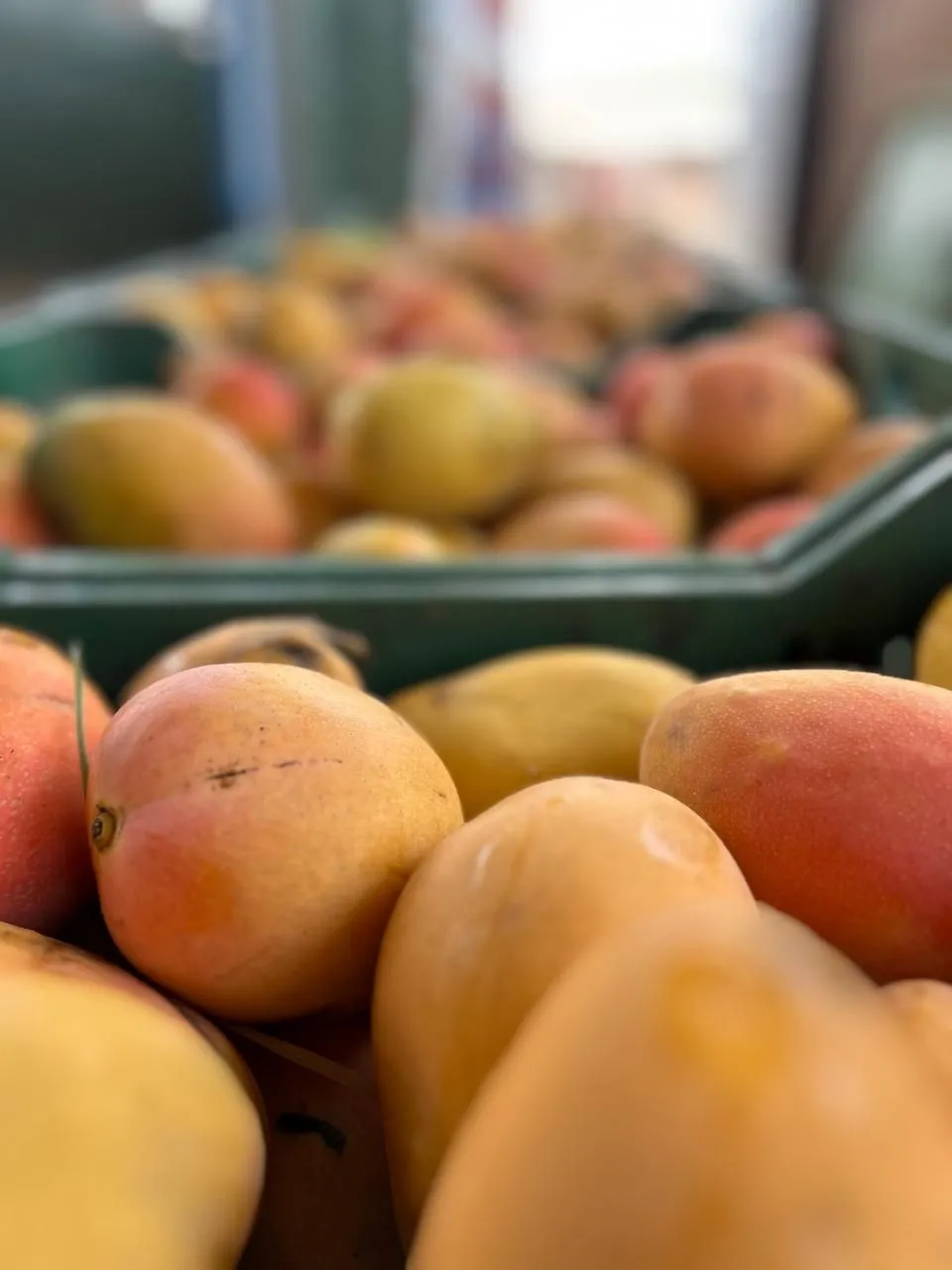 imagen de unos mangos